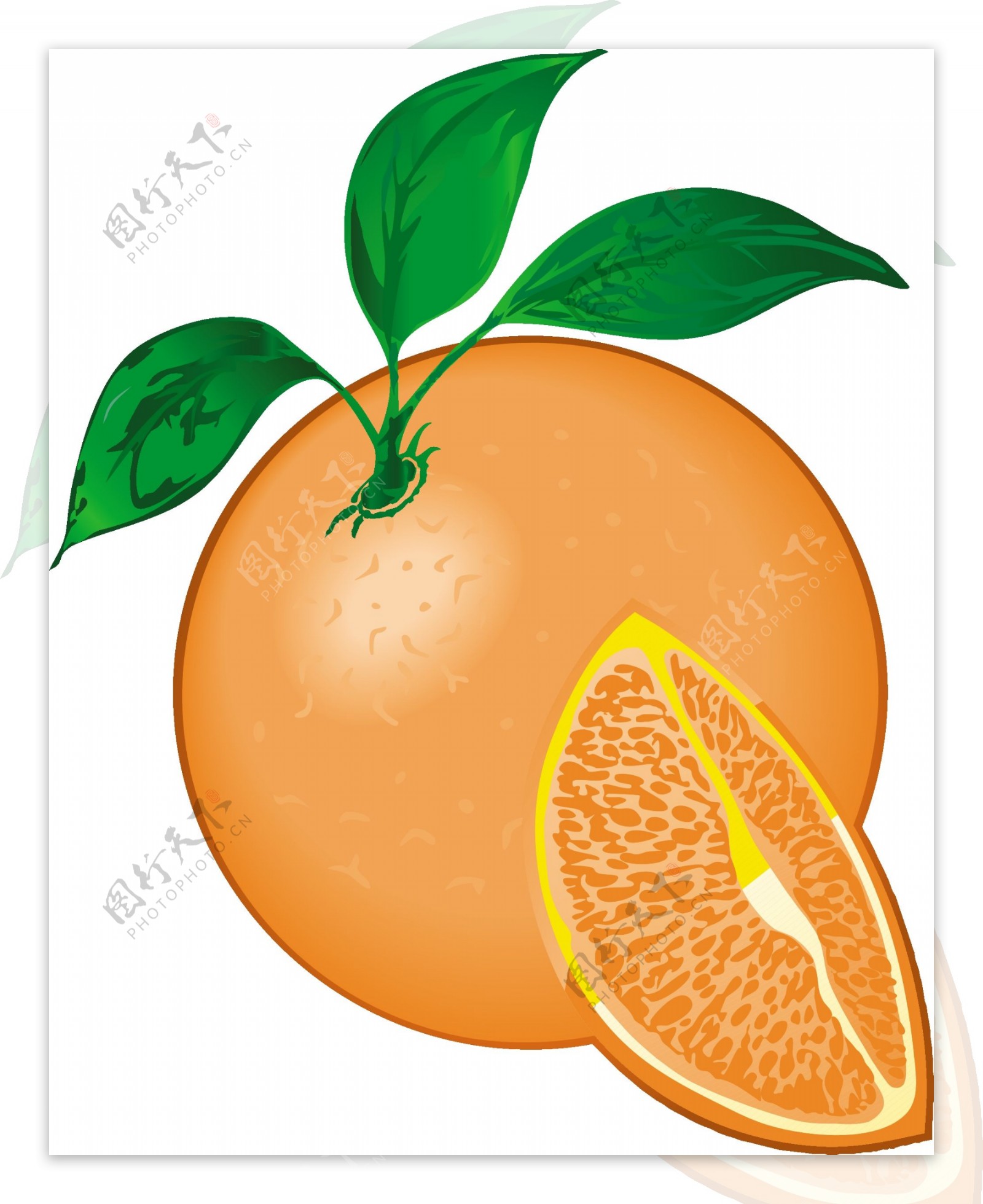 柑橘类水果5