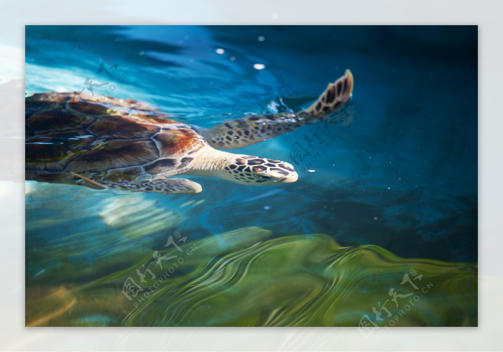 水里游的海龟图片