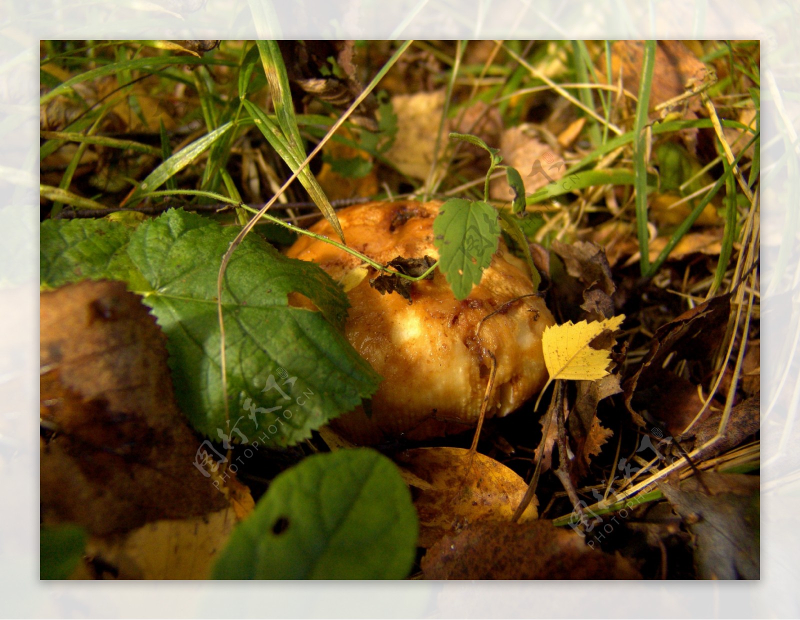 地上的蘑菇图片