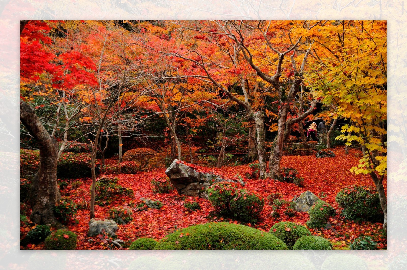 唯美红叶树林风景图片