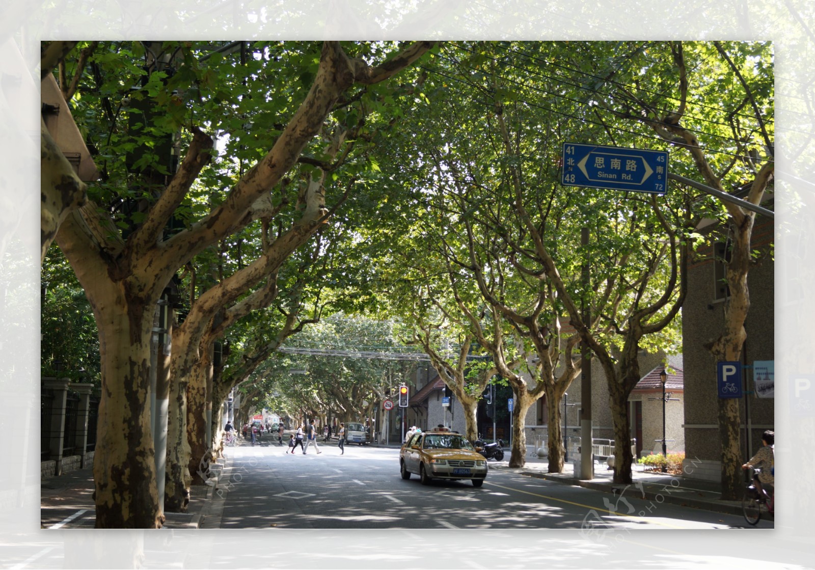 街道法梧桐树图片