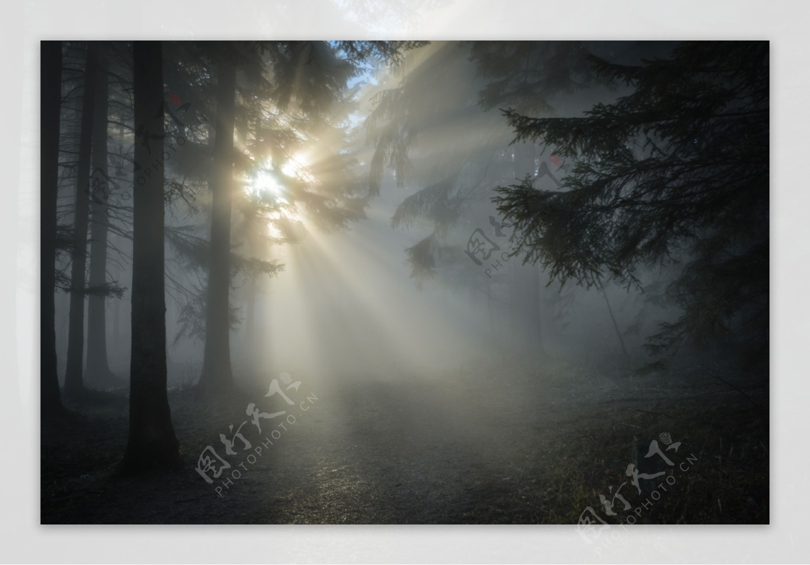 黑白树林风景图片