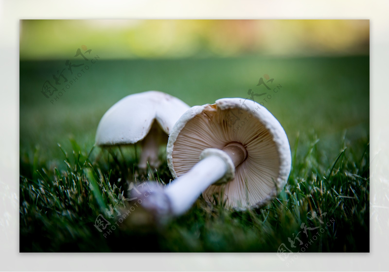 野生白色蘑菇图片
