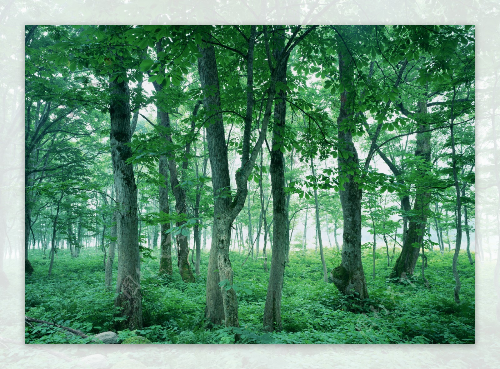 树林图片森林树木图片105