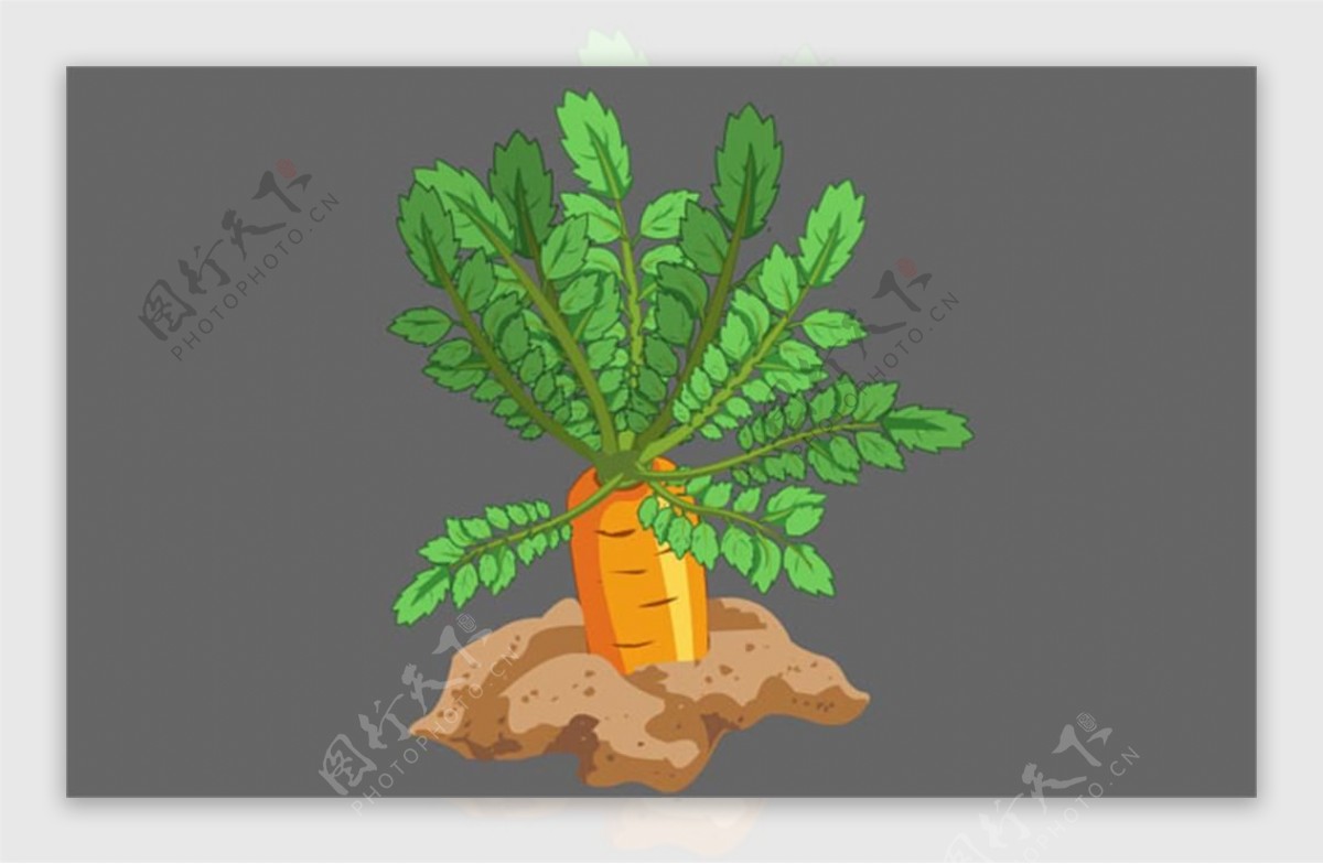 红萝卜植物flash动画