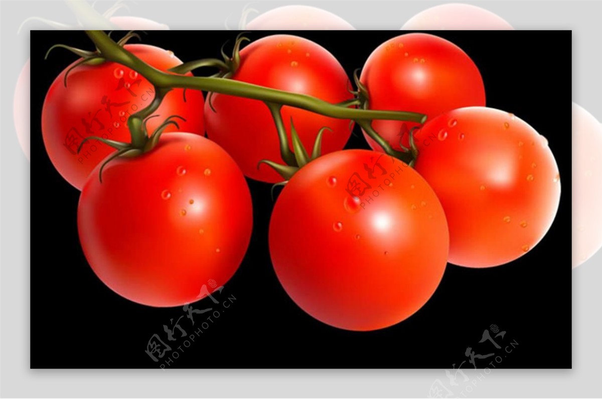 flash西红柿蔬菜植物柿子植物