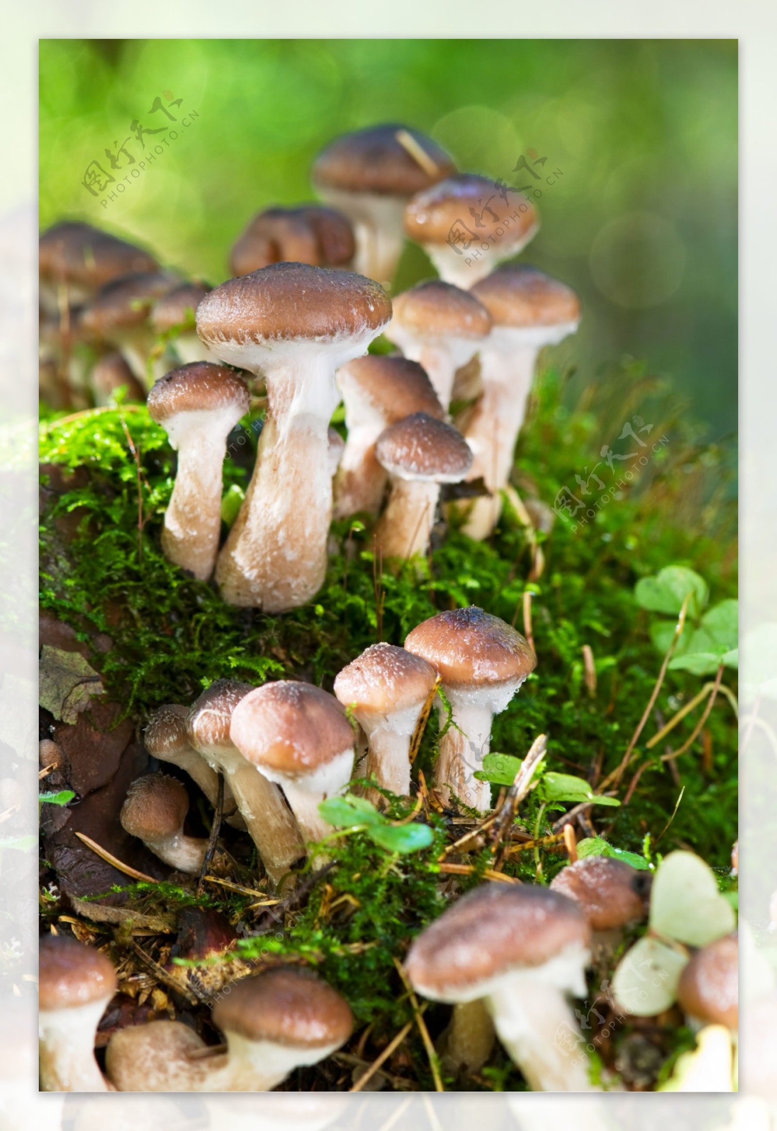 草地上的新鲜蘑菇