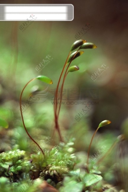 自然花树叶花朵花瓣花草