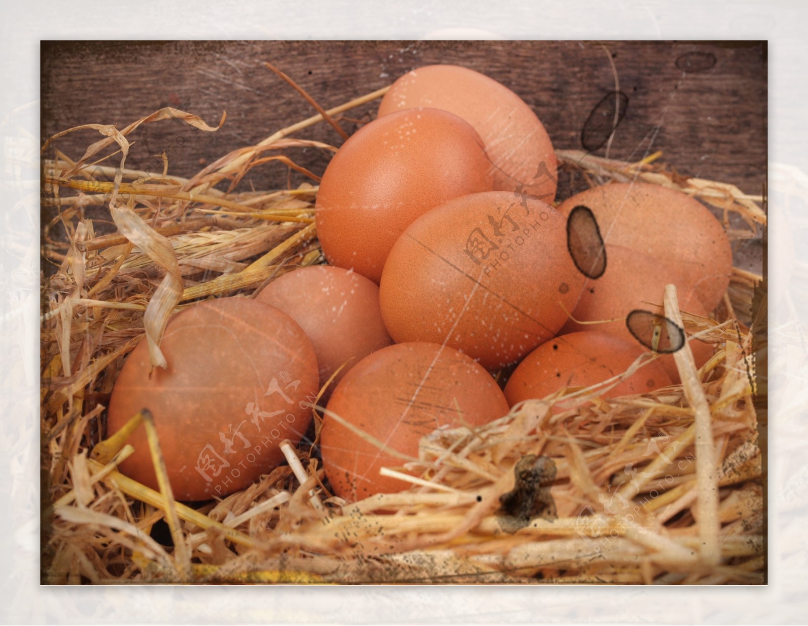 草窝里的鸡蛋图片