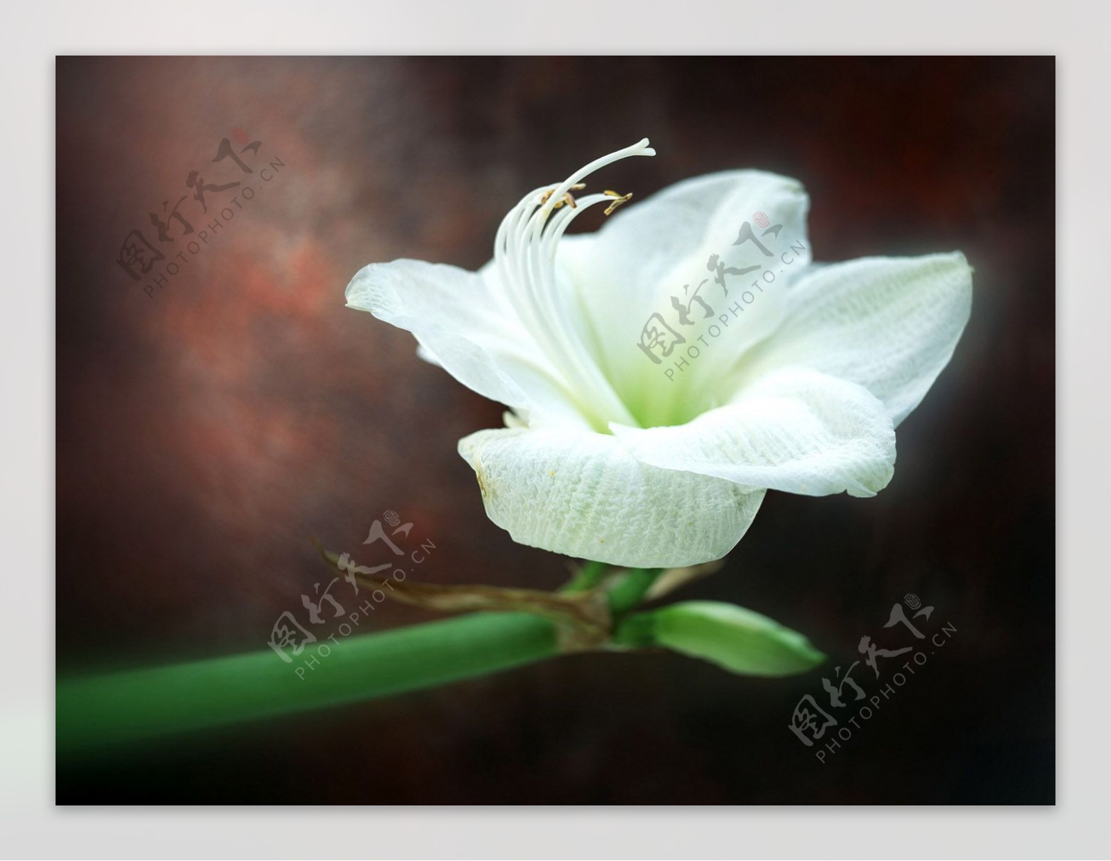 位图植物摄影花卉花朵免费素材