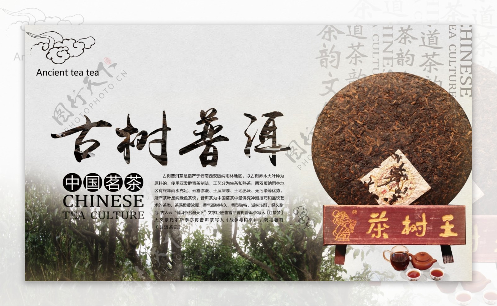 古树普洱中国茗茶茶树王图片