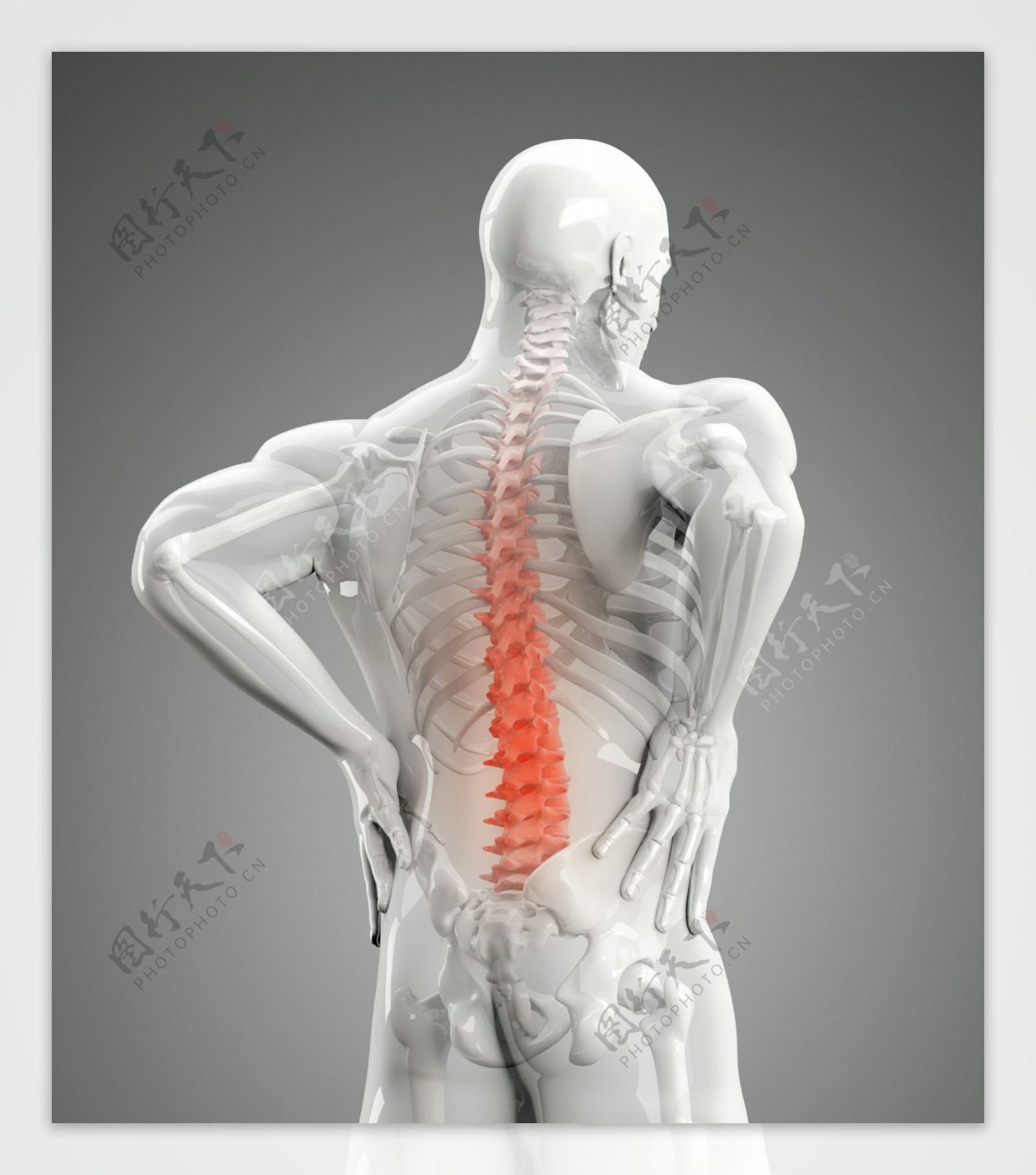 人体腰椎图像图片