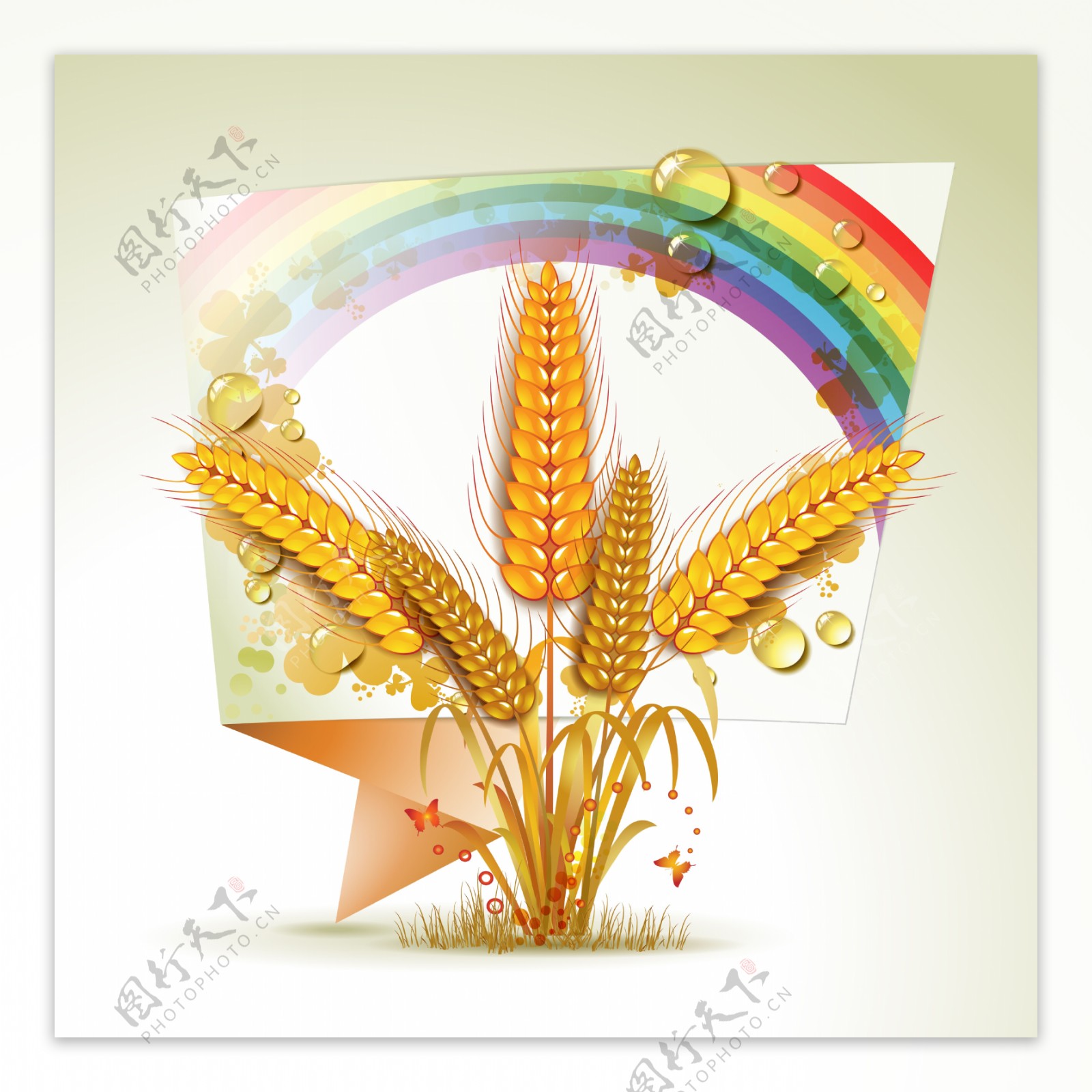 麦穗与彩虹图片