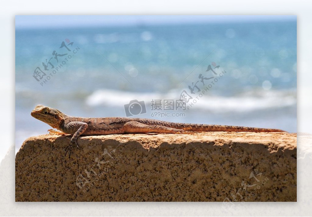海边岩石上的蜥蜴