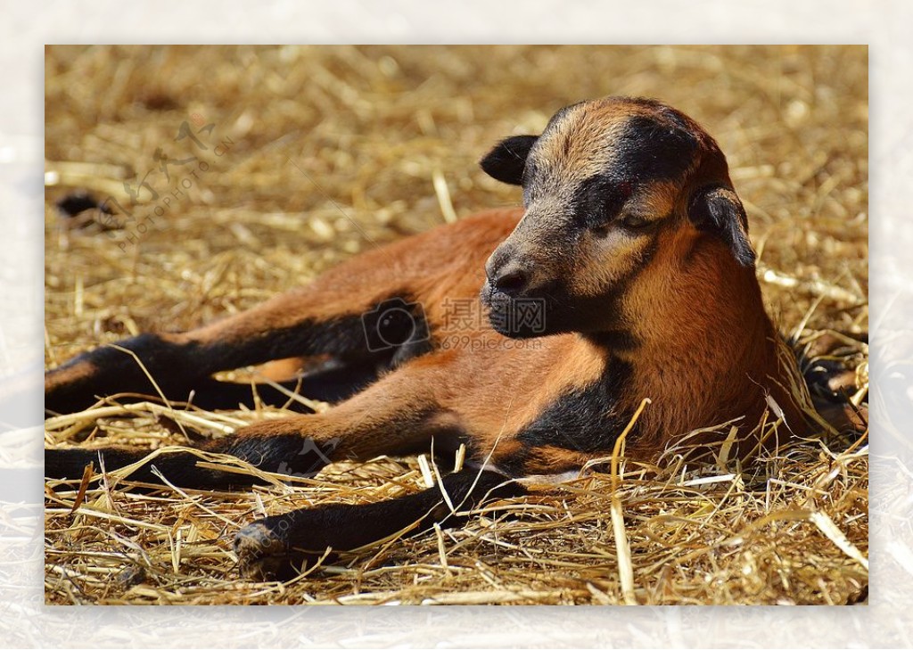 卧在草地上的小羊羔