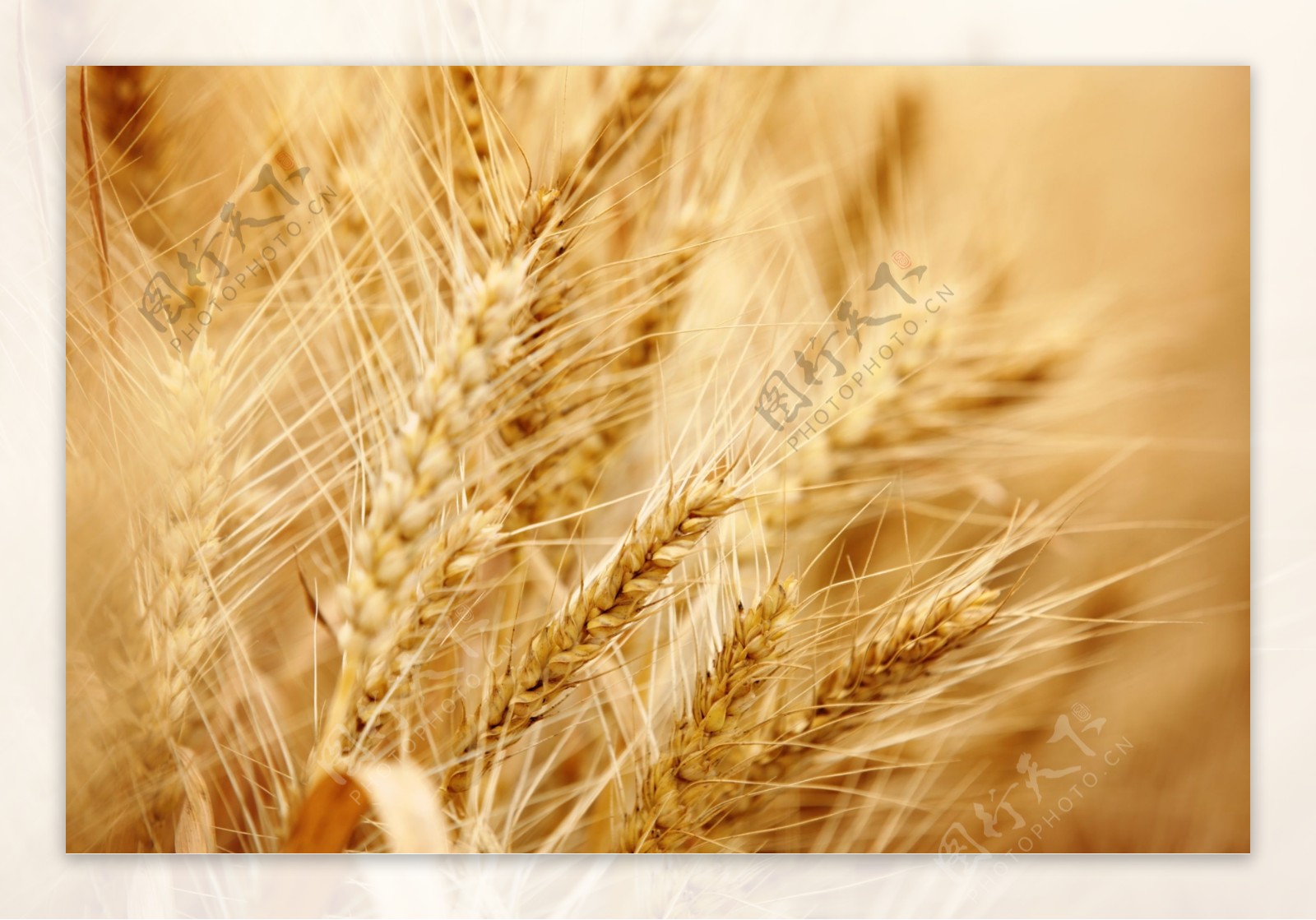 麦穗背景图片
