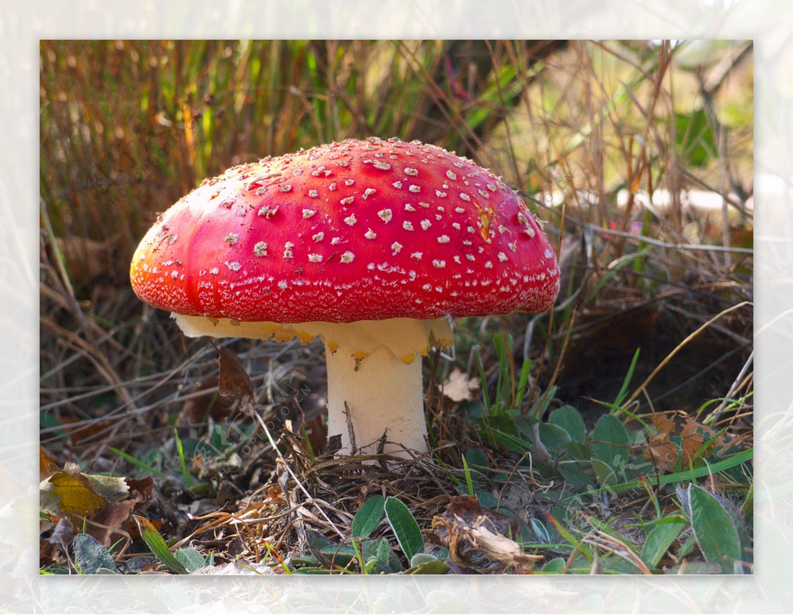 秋季高清背景图红色野生蘑菇图片童话元素