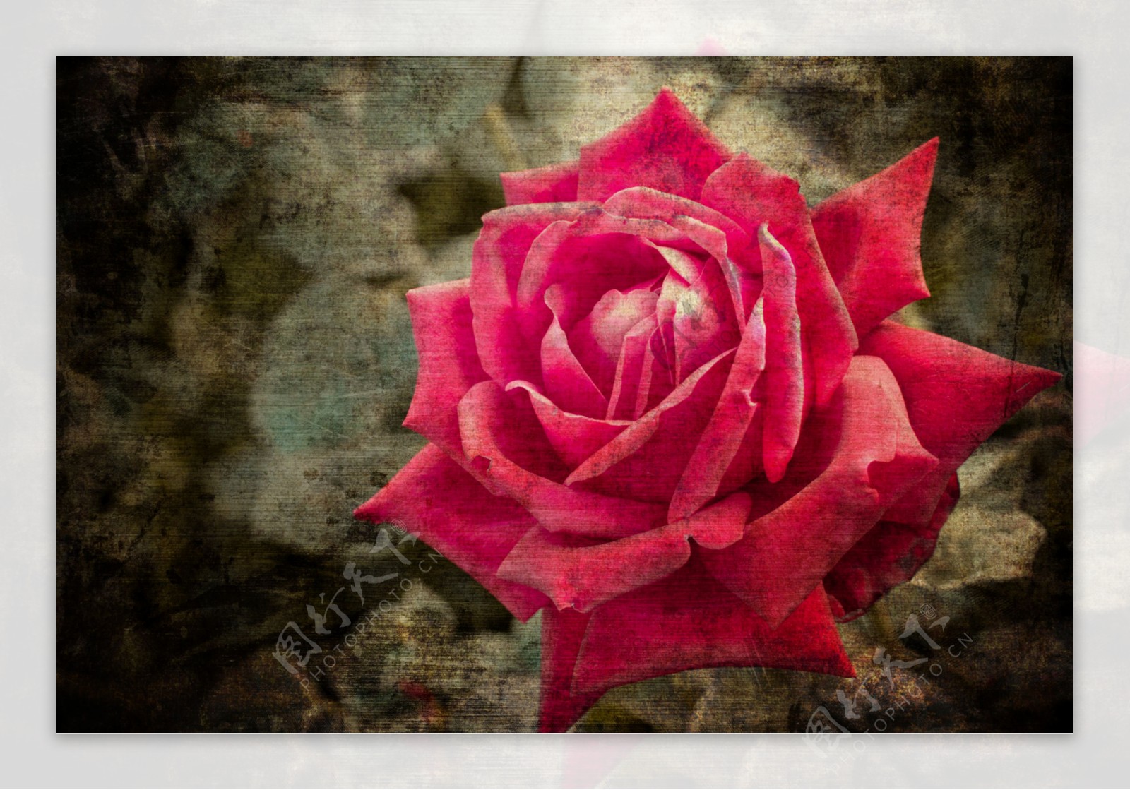 红玫瑰鲜花背景