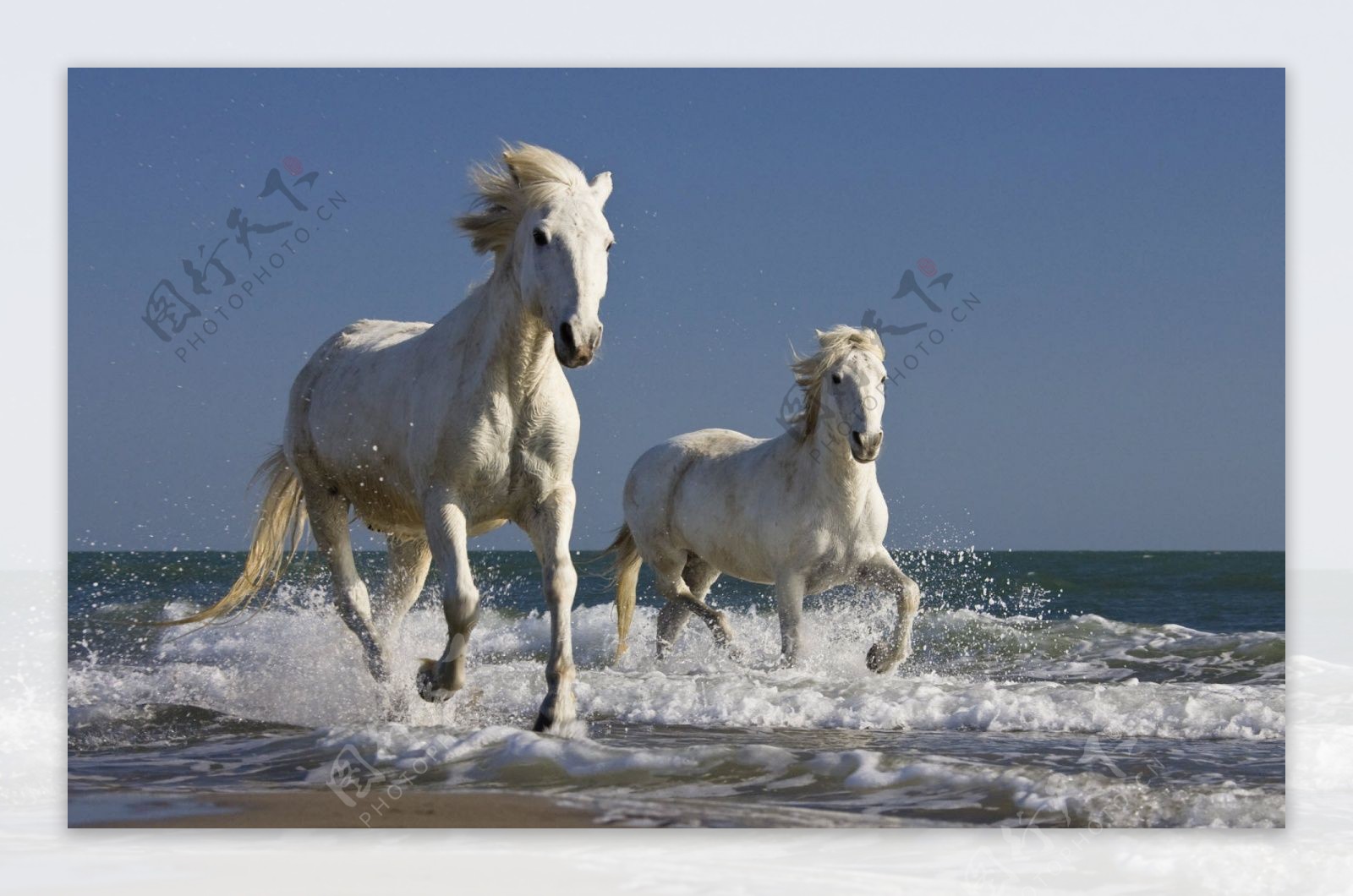 海边奔驰的白马