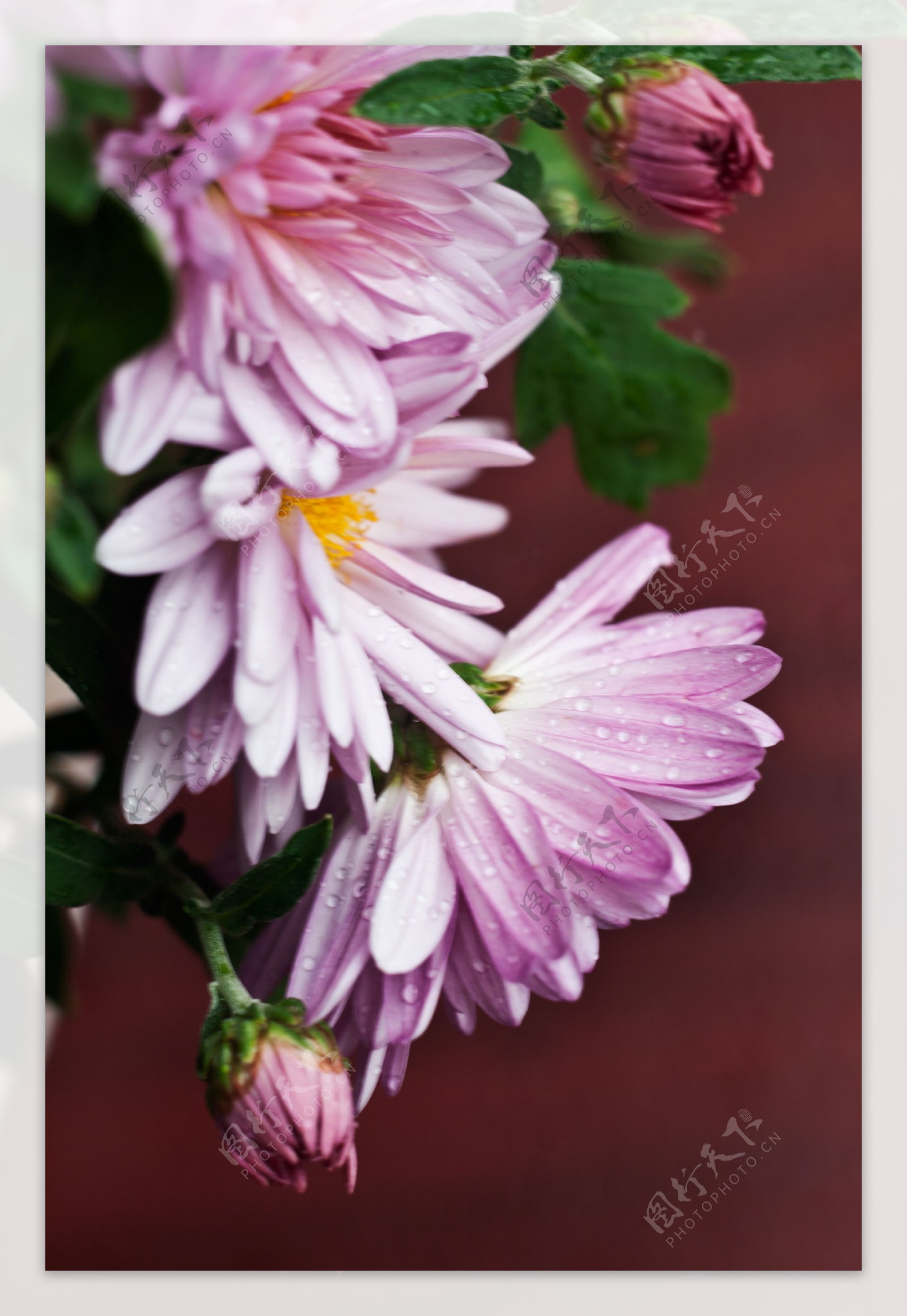 粉红菊花绿叶背景高清图片