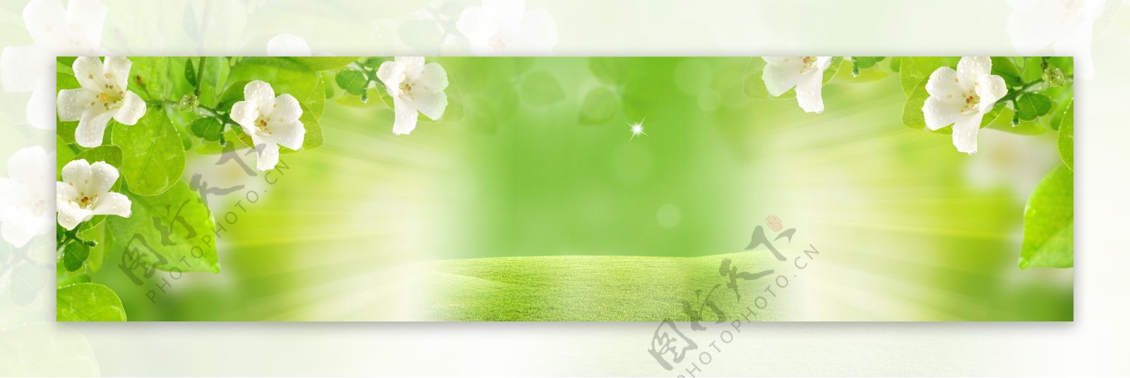 绿色茶花淘宝背景banner