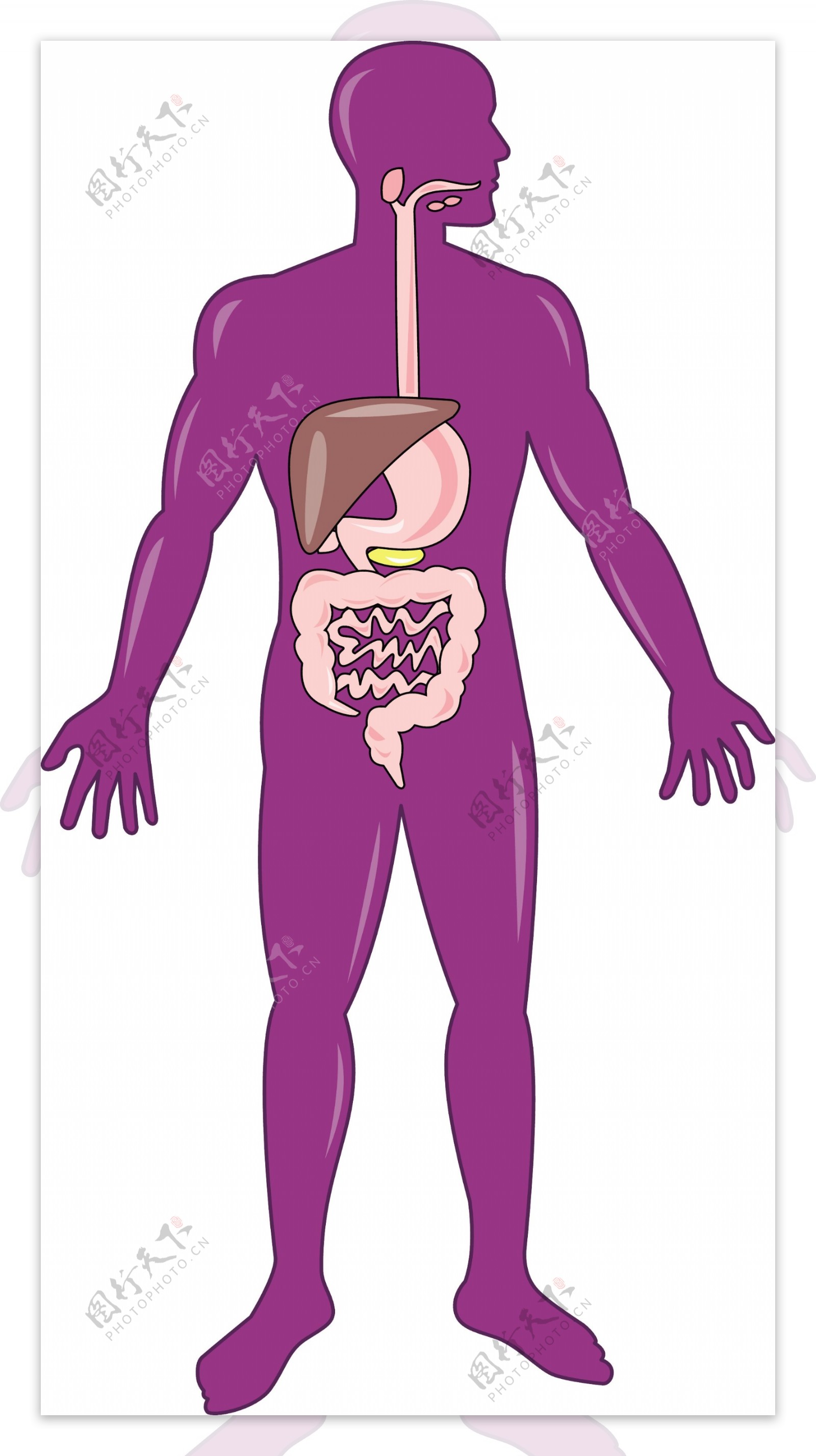 男性人体解剖站