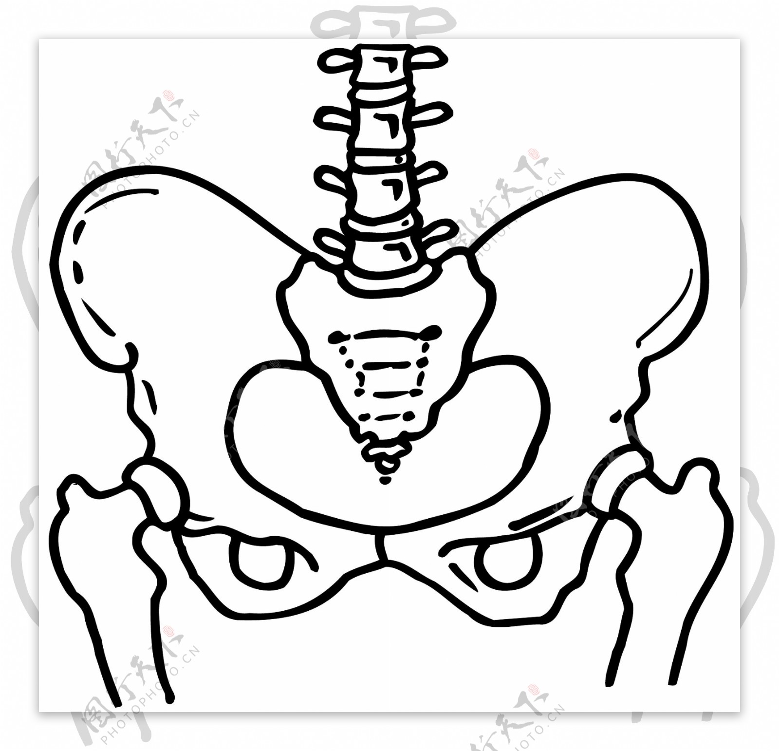 人体骨骼结构模型矢量素材eps格式0036