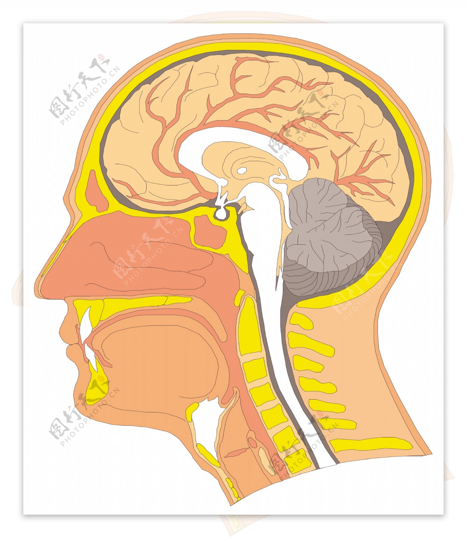 头颅大脑医用模型矢量素材EPS0107