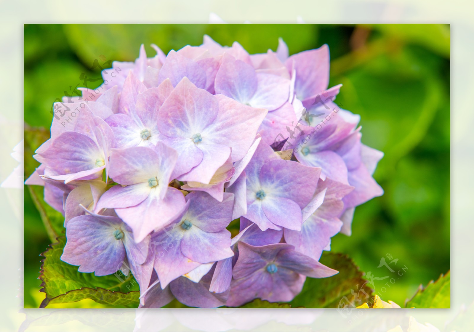 唯美紫色绣球花图片