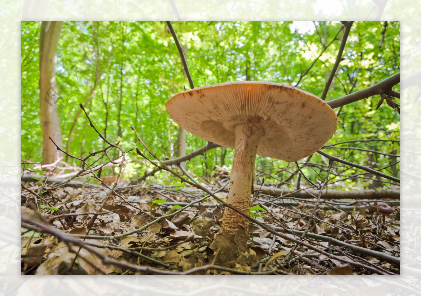 生长在树林里的蘑菇