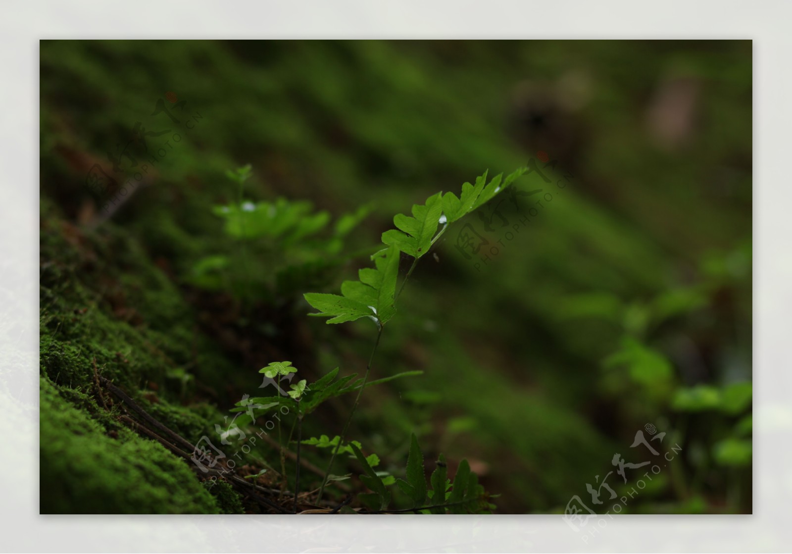 青苔图片