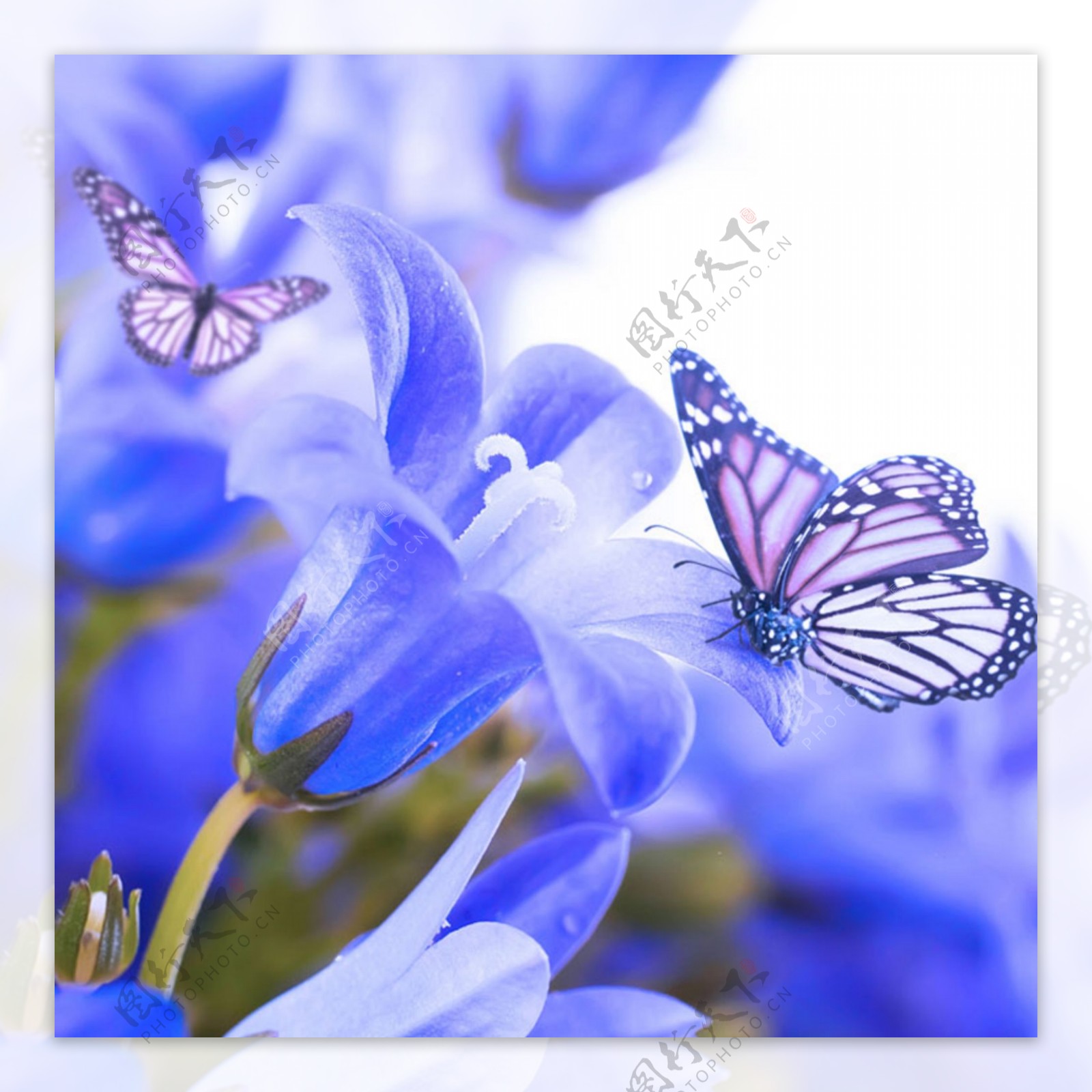 清新紫色花朵蝴蝶背景图图片素材-编号28314774-图行天下