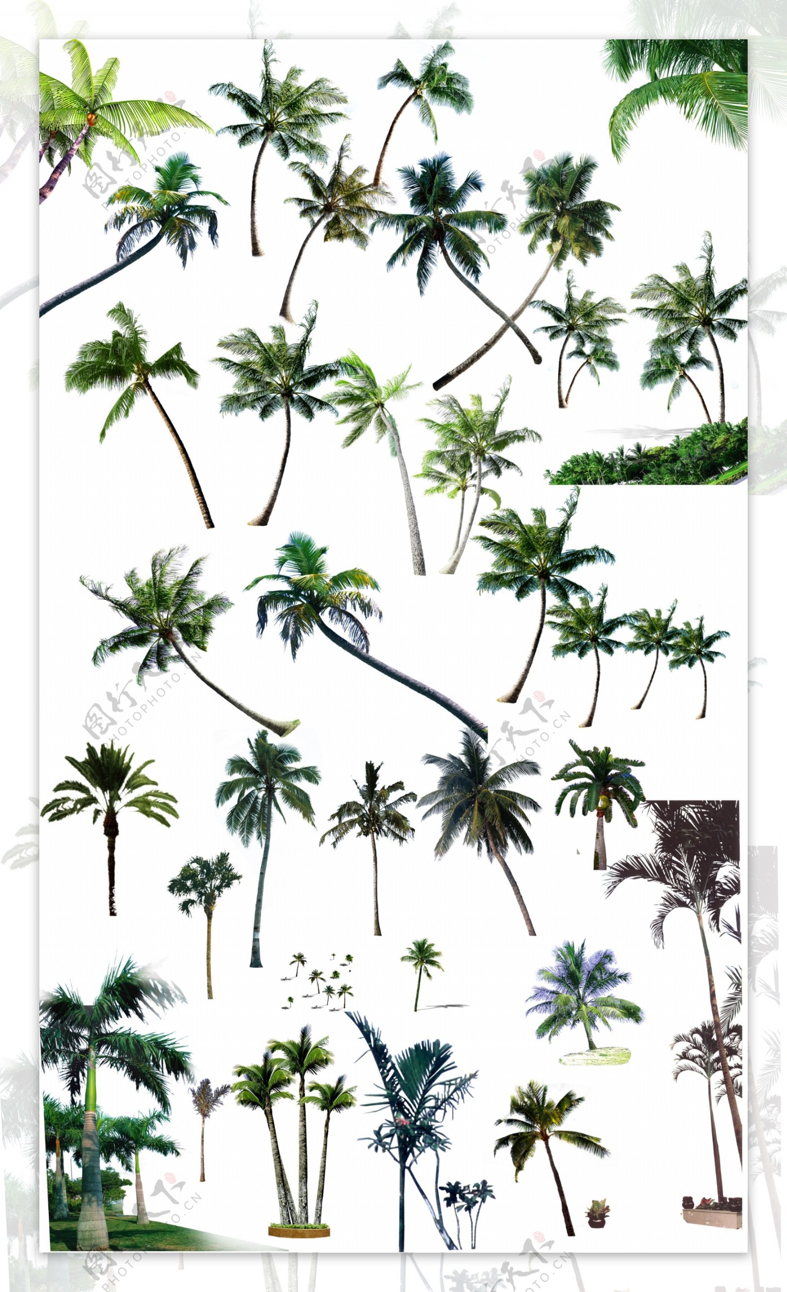 椰子树图片素材免费下载 - 觅知网