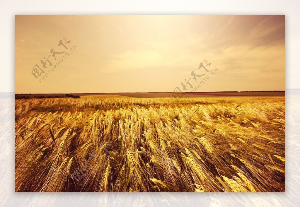 秋天麦地风景图片