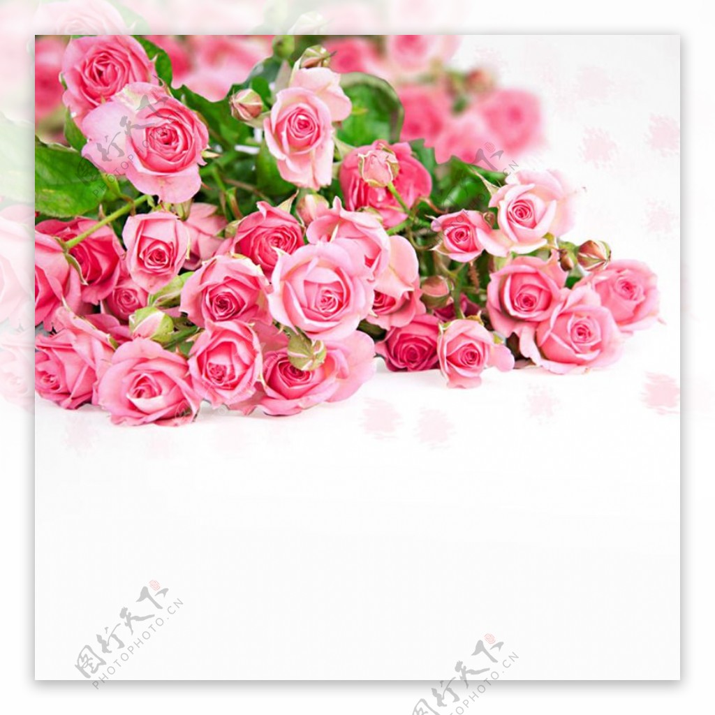 唯美粉色玫瑰花背景图