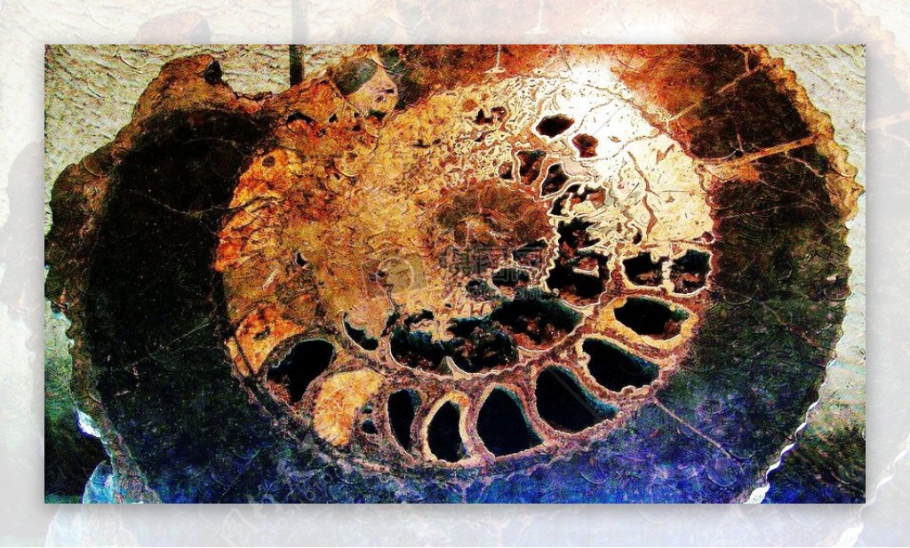 古老的海螺化石