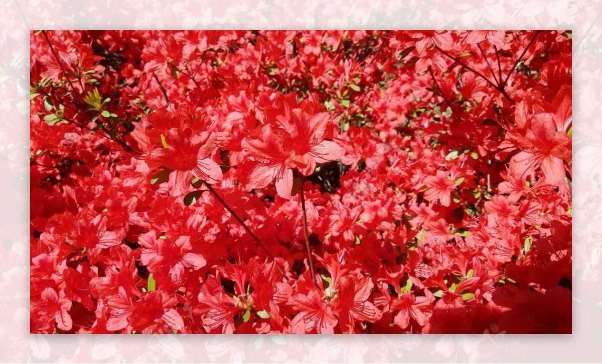 红色花卉视频背景