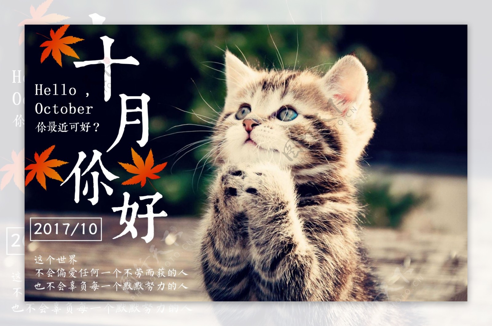 猫咪十月你好海报