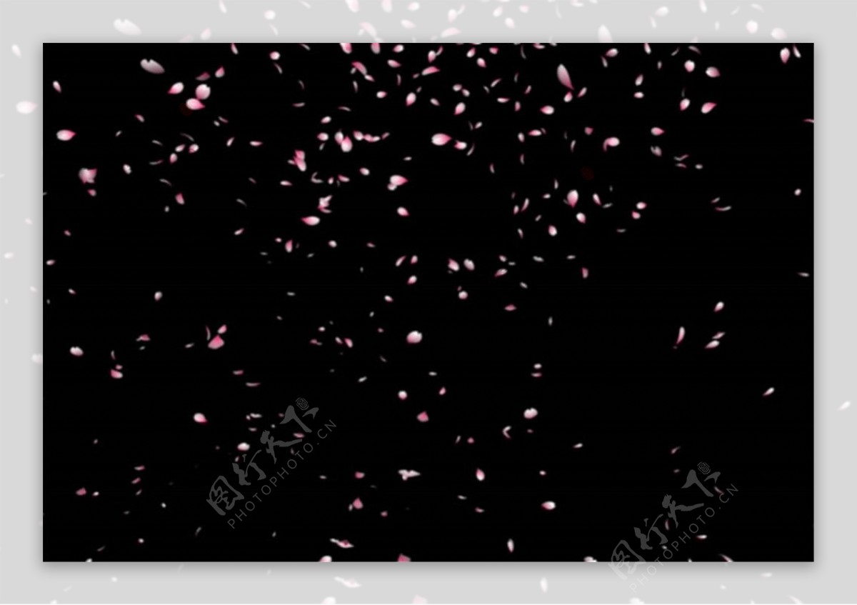 飞舞的浅粉色玫瑰花瓣动态场景mov视频