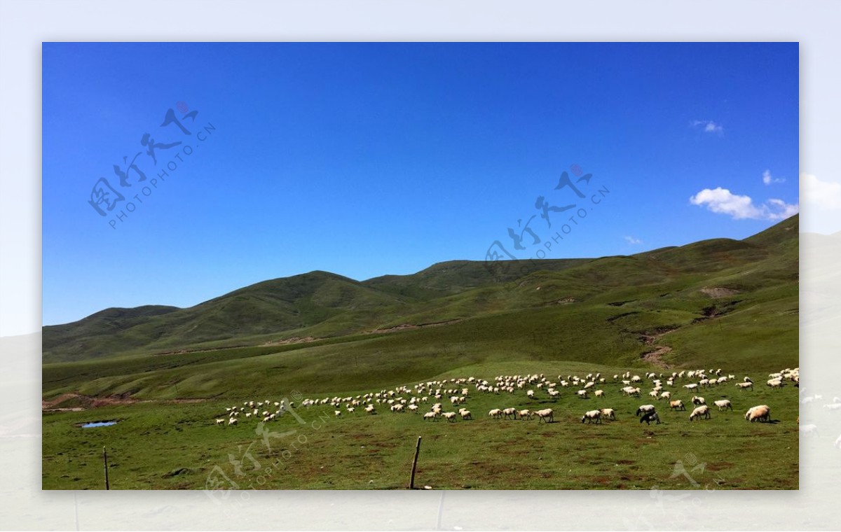 青藏高原上的羊群