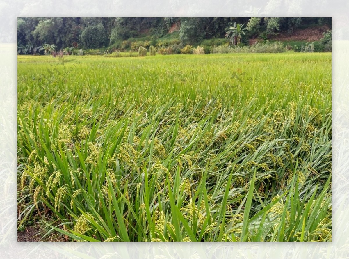 雨天的乡村田野