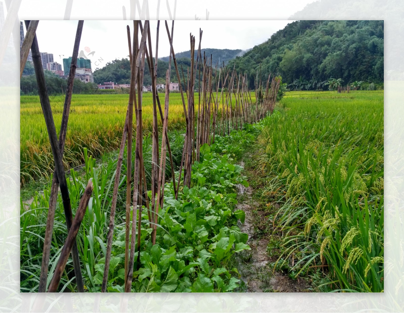 雨天的乡村田野