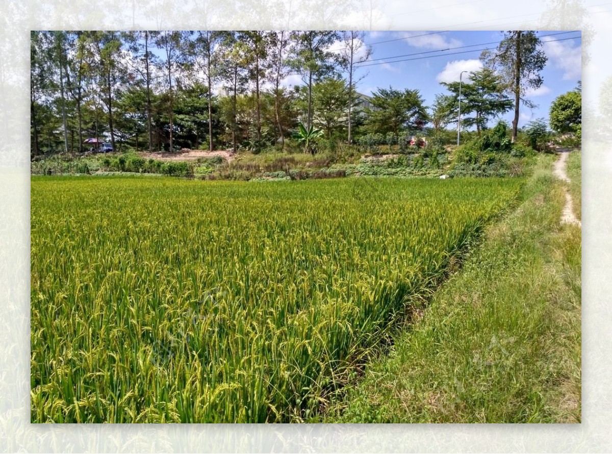 树林田野