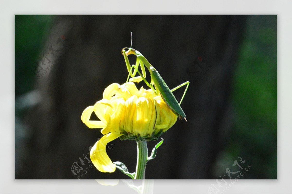 菊花