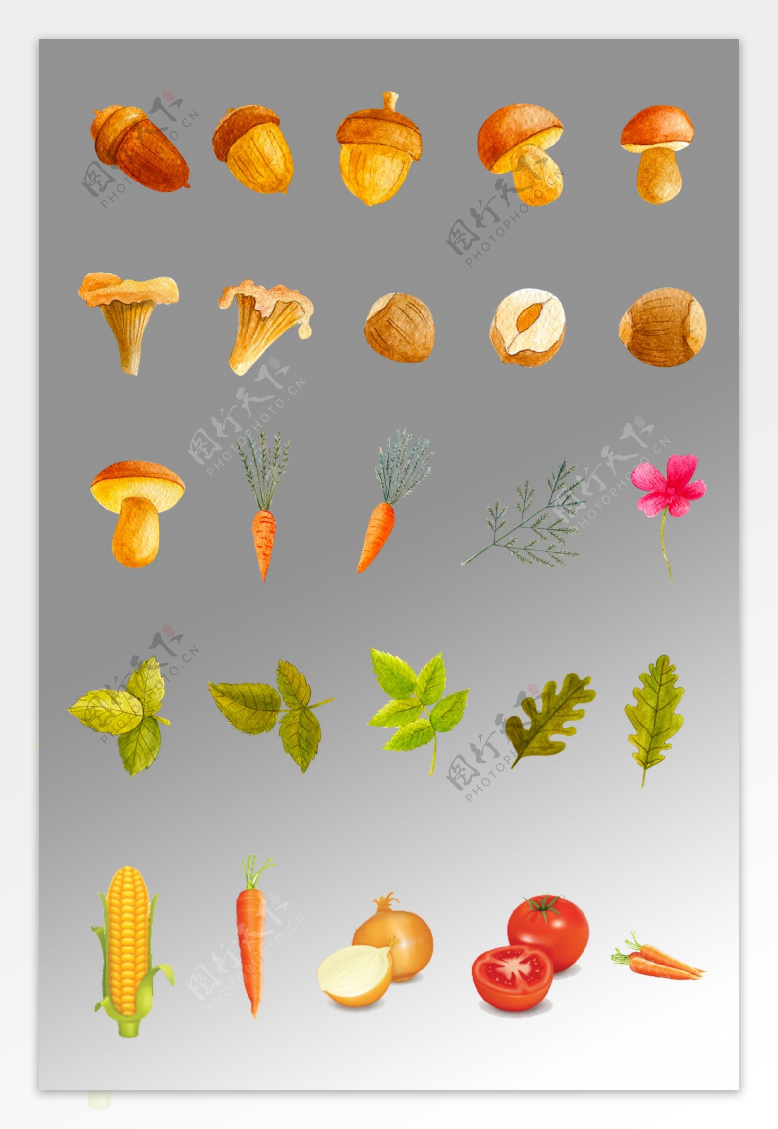 一组水彩写实蔬菜插画
