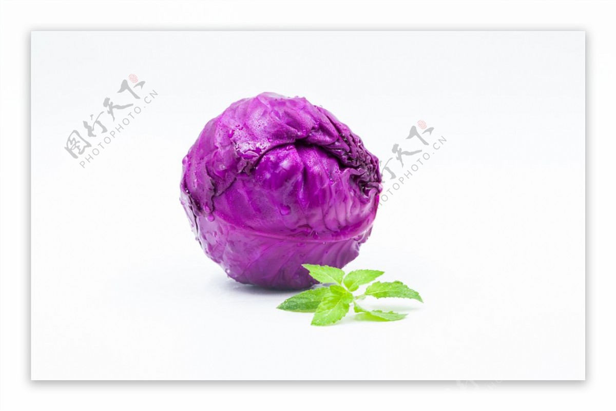 紫包菜图片素材-编号15876797-图行天下