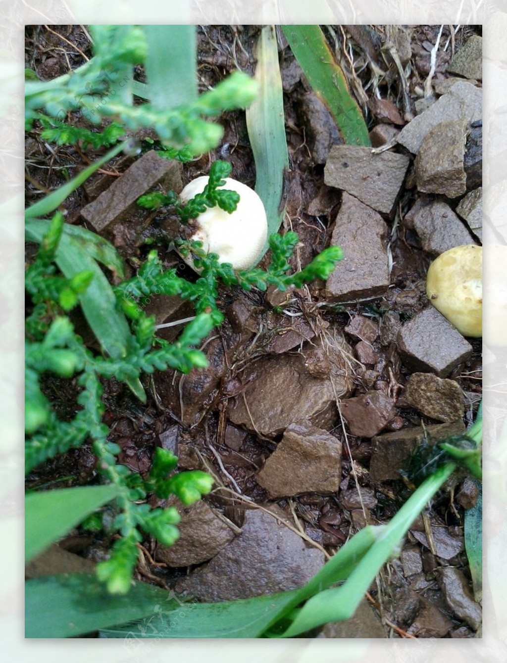 雨后小蘑菇