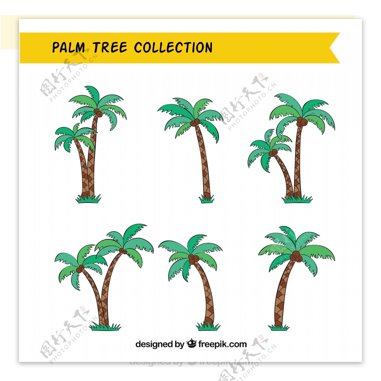 各种棕榈椰子树