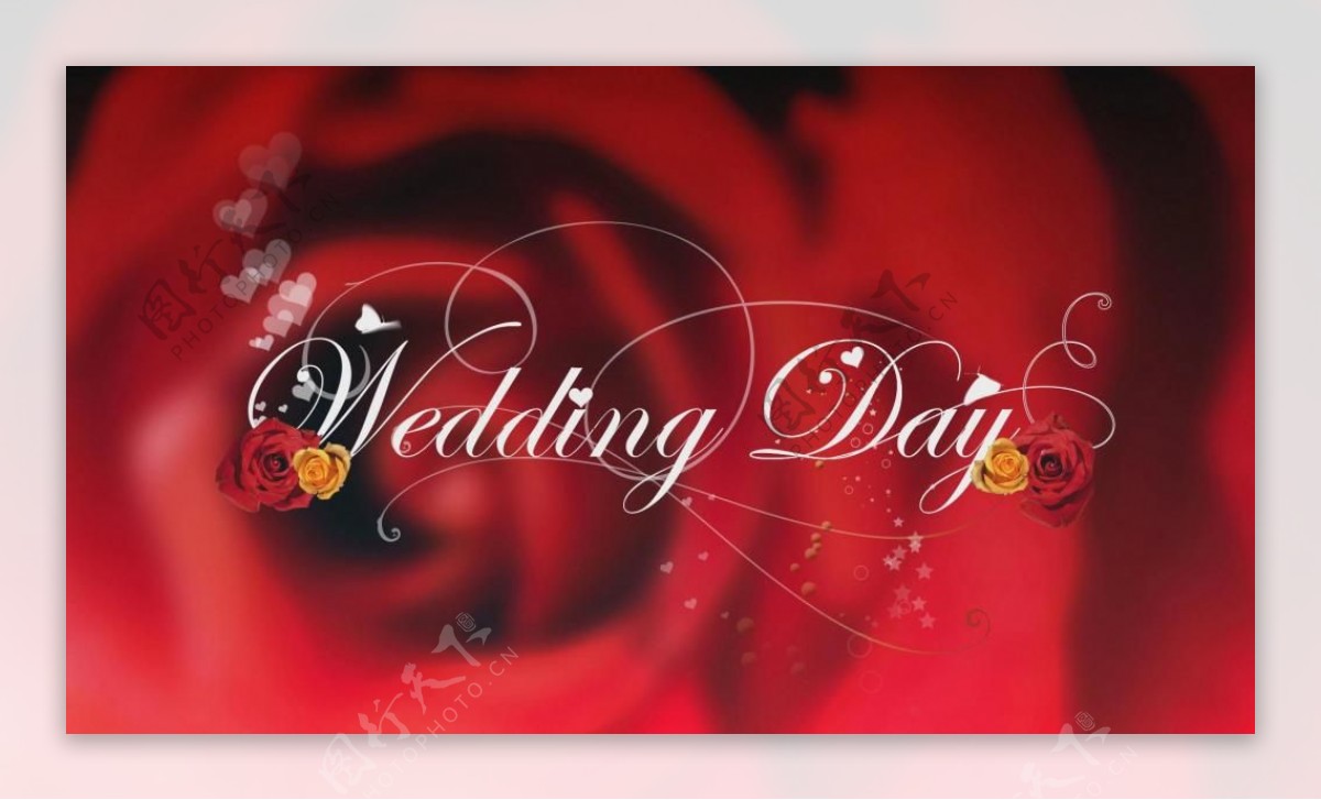 红色婚礼标语爱心玫瑰背景视频素材