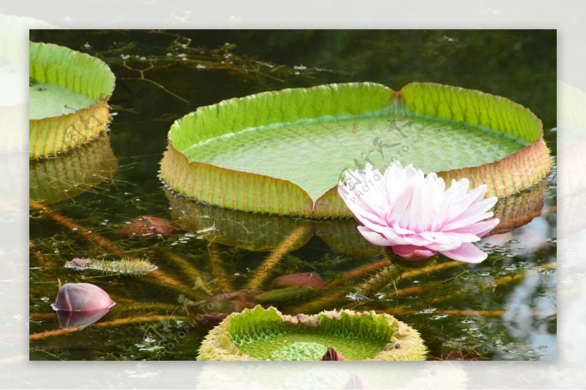 荷塘王莲花